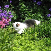 Cat in grass