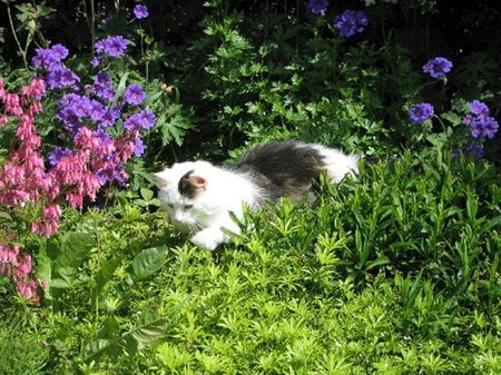 Cat in grass - garden flower, grass, cat, kitten