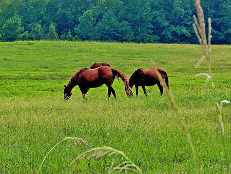 Horses - pony, green, grass, field, graze, pasture, horse