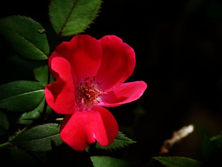 Soft petals - glow, blooms, blossom, red, simple, flower, petals