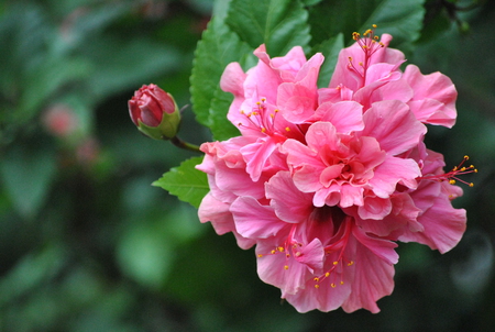 Yunnan Flower