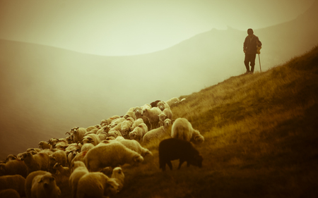 Shepherd - sheep, morning, hillside, people, shepherd, foggy