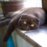 Sweet Cat With Amber Eyes