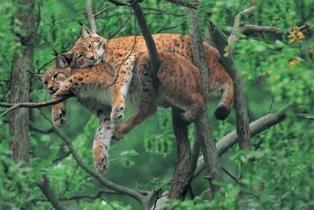 I Love You So - sleep, tree, lynx, cats