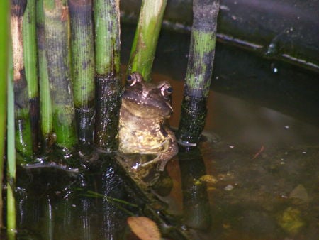 Froggy - water, pond, green, bamboo, frog