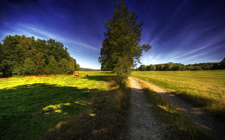 open field - field, grass, trees, wild