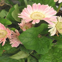 Potted Daisies