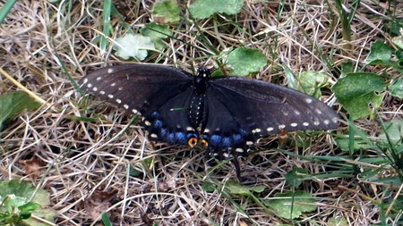 A Pretty Moth - pretty, on ground, nature, moth