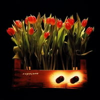 Lovely tulips