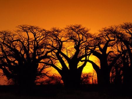 Sunset in Africa - sunset, tree, baboob, africa