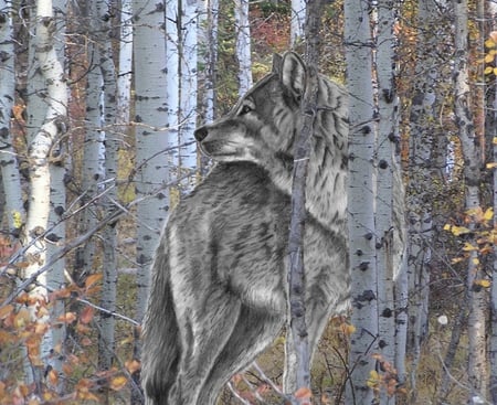 Not To Be Tamed - free, spirited, wolf, birches, lone, wild, woods