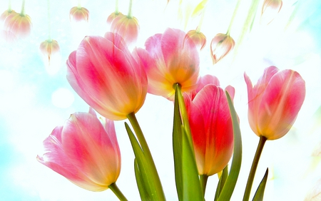 Tulips - flowers, colours, spring, tulips