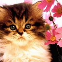 Kitten near pink flowers