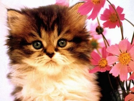 Kitten near pink flowers - cat, flower, pink, kitten