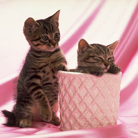Sweet cats