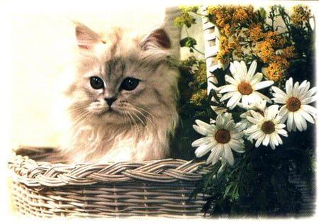 Cute cat near daisies - daisy, cat, flower, kitten