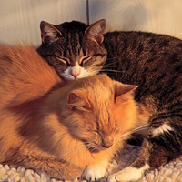 Kitten in love