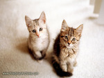 Sweet kittens