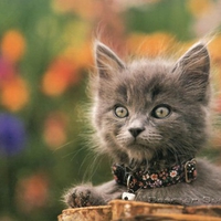 Grey baby cat