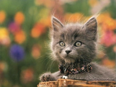 Grey baby cat - cat, grey, animal, sweet, kitten