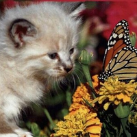 Kitten and butterfly