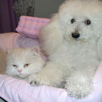 Sweet white friends