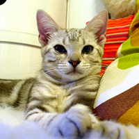 Cute cat