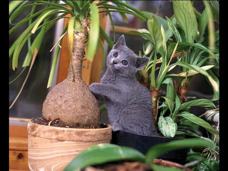 Cat among plants - nature, cat, plant, pot, kitten