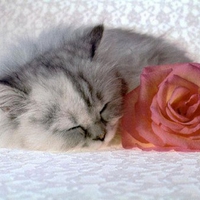 Lovely cat and rose