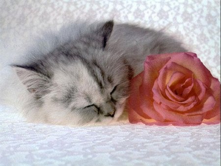 Lovely cat and rose - love, sleep, cat, rose, flower, kitten