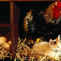 Rooster and kitten