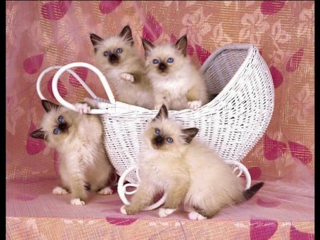 4 kittens and basket - sweet, basket, cats, kitten