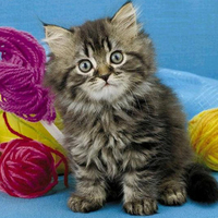 Kitten with skeins of thread