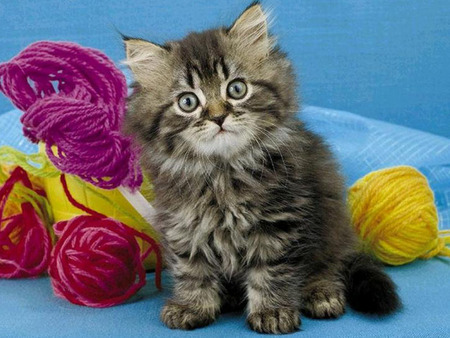 Kitten with skeins of thread - thread, yarn, cat, skein, basket, kitten