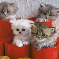 Cute cats in pots
