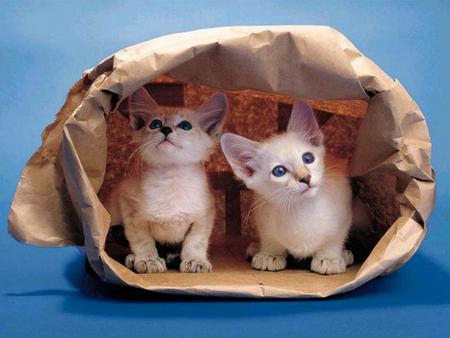 Cats in bag - bag, kitten, cat, sweet, couple