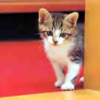 CURIOUS KITTY