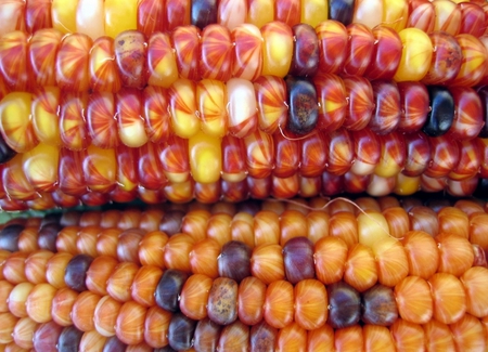 Corn - fall, corn, yellow, red