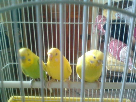 cute tweety - sparkling, lovebird, super, ausome