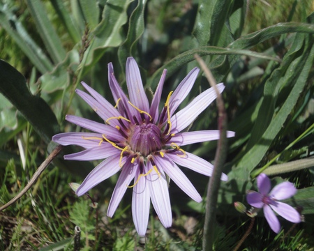 Tragopogon spp - spring, flower, tragopogon spp, beautiful