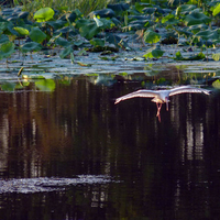 Egret glides over a lake