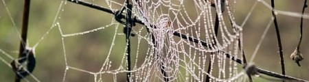 Morning dew - spider web, wire, morning dew, water