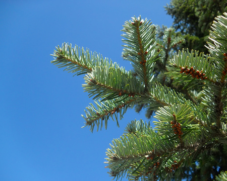 Spruce Tree - large, evergreen, branches, coniferous, needles