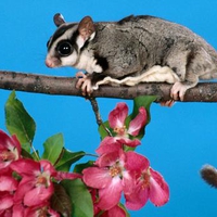 Sugar Glider and Pink Blooms