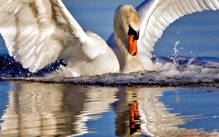 swan - nature, swan, reflection, birds