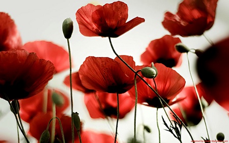 poppies - nature, plants, poppies, red