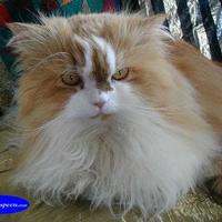 Fluffy kitten