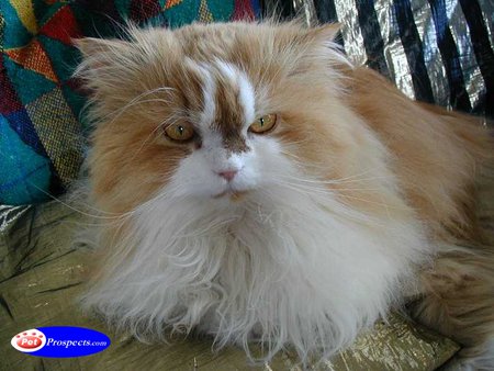 Fluffy kitten - kitten, longhair, cat, sweet, fluffy