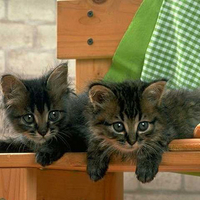 Dark grey kittens