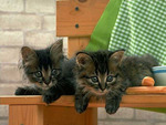 Dark grey kittens